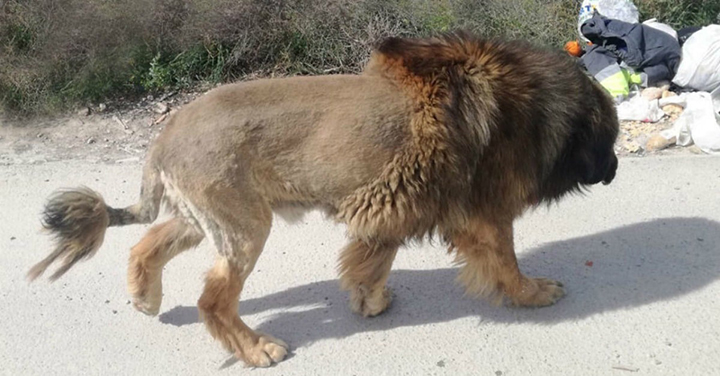 Polícia é alertada por moradores para a presença de um leão à solta nas ruas