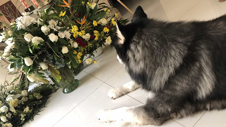 Cão revela tristeza com a morte do dono e recusa separar-se das cinzas