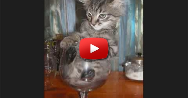 Gatos engra�ados