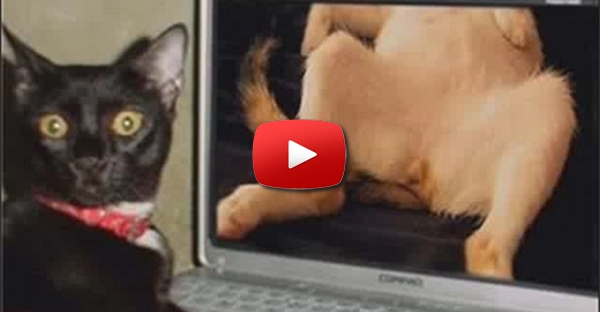 piores momentos dos animais