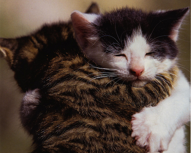 Gato que implora por abraços! *.*