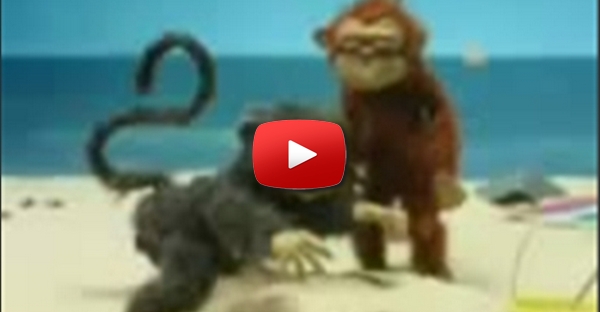 Macaco safado na praia