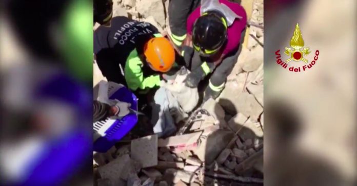 Gato foi salvo dos escombros 15 dias após sismo em Itália