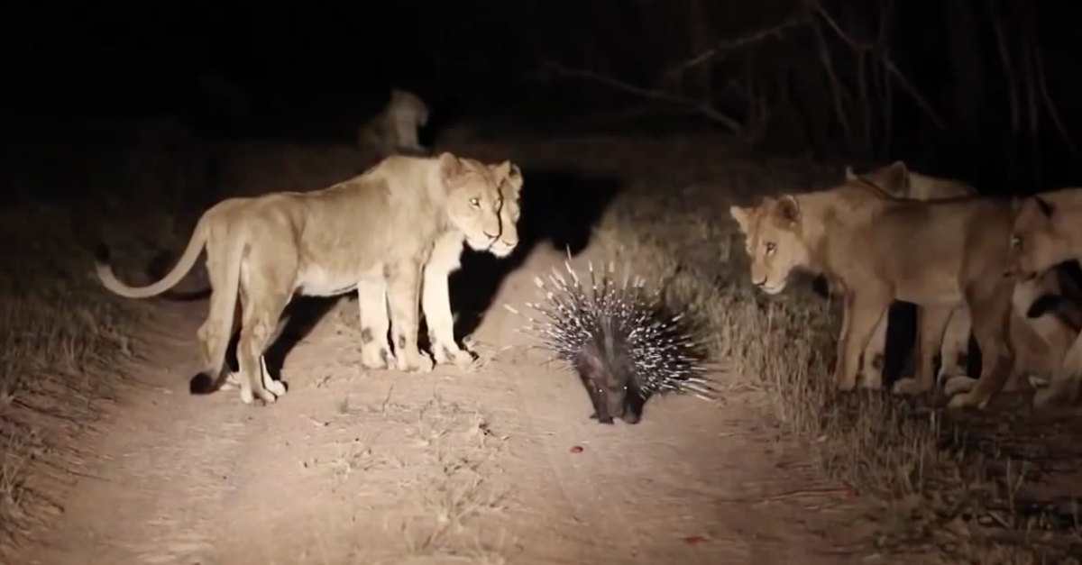 Porco-espinho enfrenta 17 leões famintos na luta pela sobrevivência