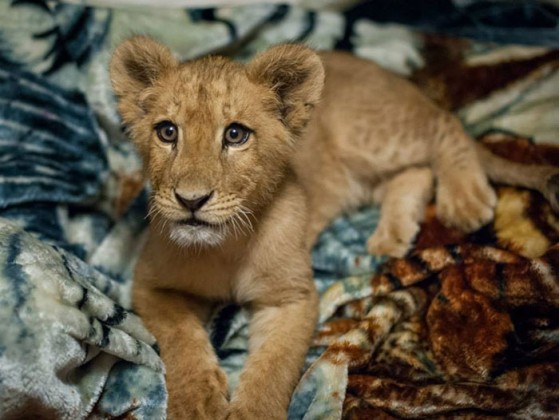 Leão resgatado não consegue dormir sem um cobertor