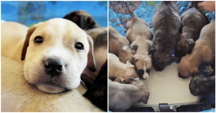 Estes 10 cachorrinhos órfãos depois de perderam a mãe foram salvos e adotados
