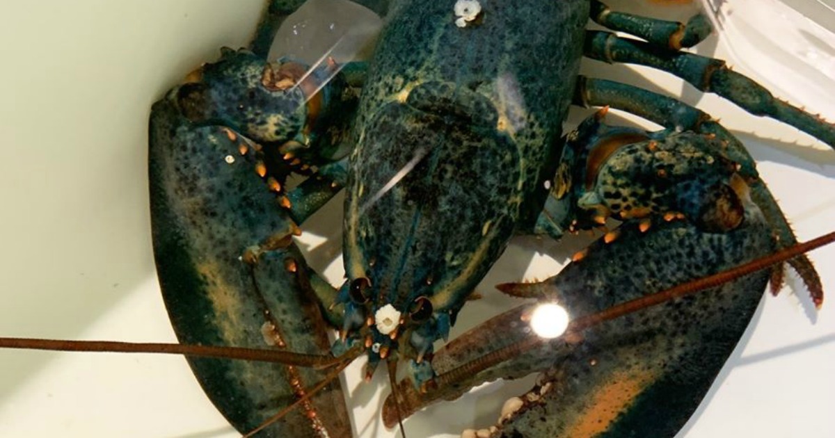 Chef de cozinha recusou-se a preparar lagosta rara e esta acabou no zoológico