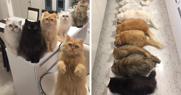 Os seus 12 gatos persas estão a explodir o instagram com tanta fofura