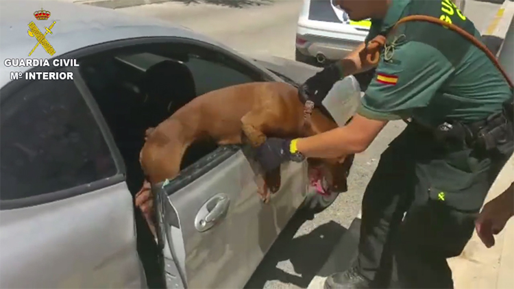 Polícia parte vidro de carro para salvar pit bull preso no seu interior