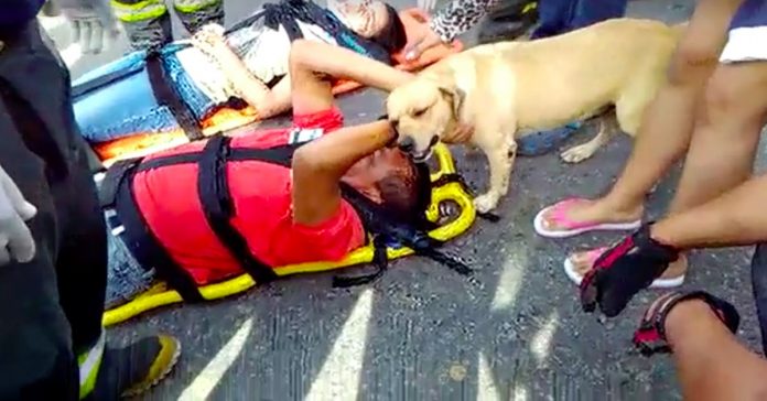 Cão fica desesperado ao ver o dono ferido após acidente