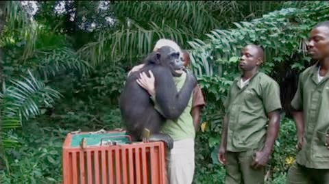 Estes chimpazés lembra-se da mulher que os resgatou 18 anos depois. INCRIVEL