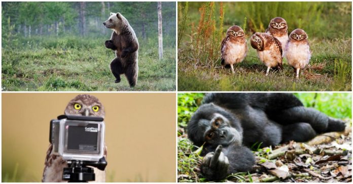 O concurso de fotografias divertidas de animais está de volta