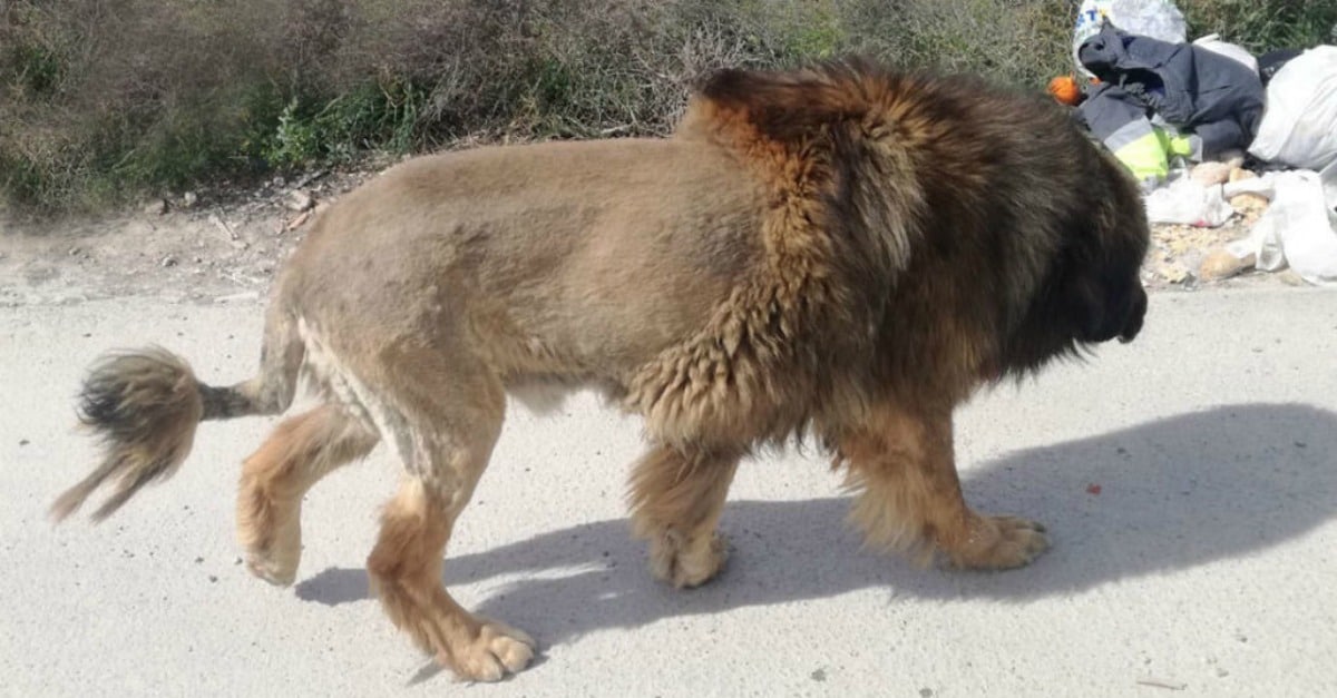 Polícia é alertada por moradores para a presença de um leão à solta nas ruas