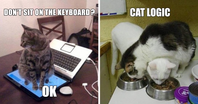 19 exemplos hilariantes da lógica dos gatos