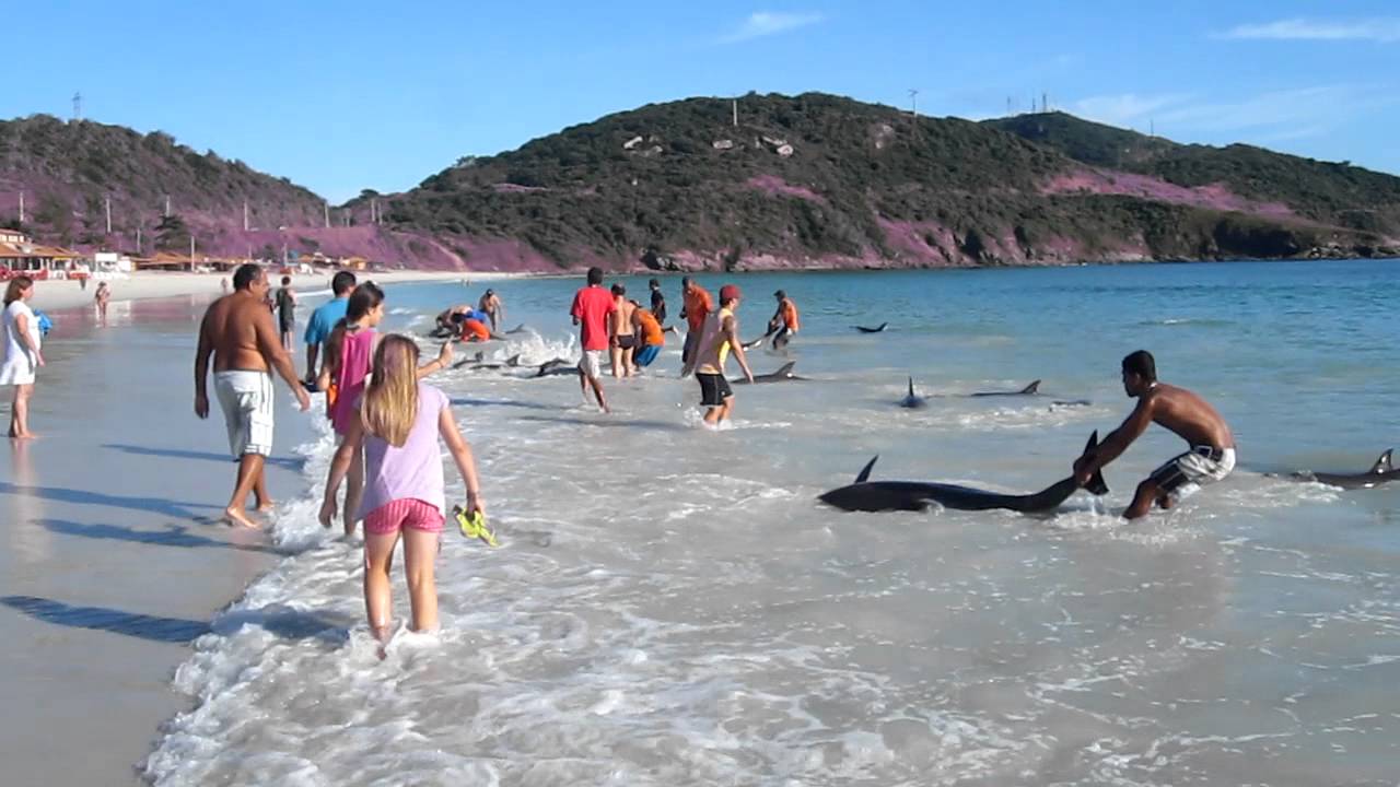 Banhistas salvam 30 golfinhos presos na areia de uma praia no Brasil