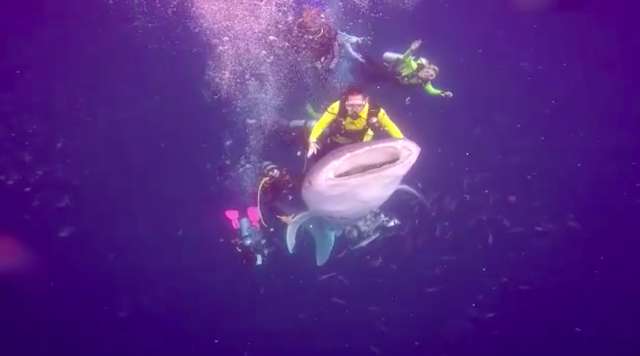 Mergulhadores cercam e montam em tubarão-baleia para tirar selfies