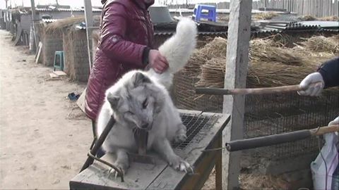 Vídeo que prova o abuso animal existente na China