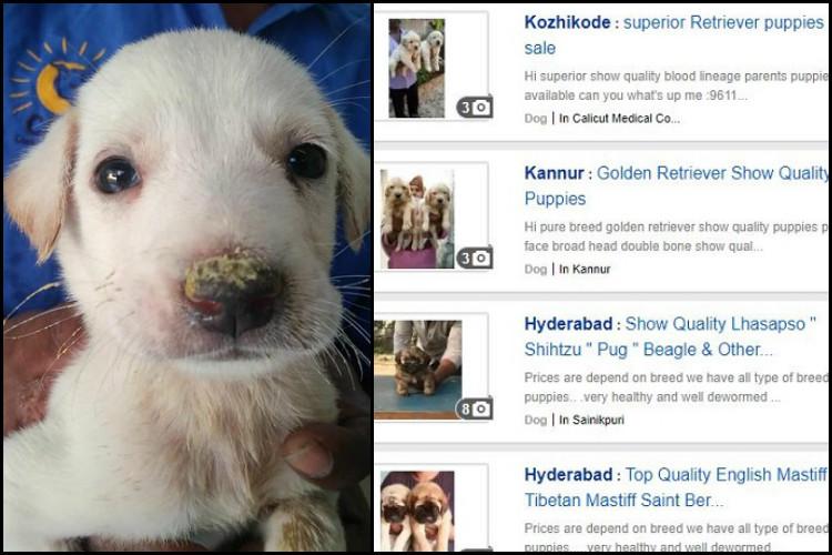 Duas importantes plataformas indianas de vendas online proíbem a comercialização de animais