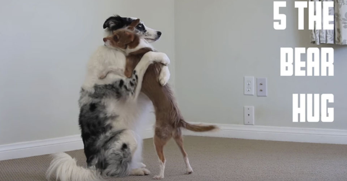 Cães demonstram 5 tipos diferentes de abraços no Dia dos Namorados
