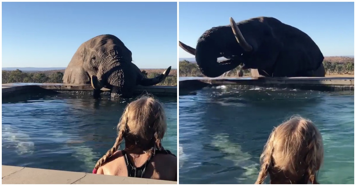 Turistas são surpreendidos por elefante curioso que mata a sede na piscina do hotel