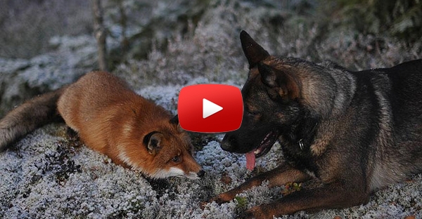A surpreendente amizade entre um cão e uma raposa... LINDO!