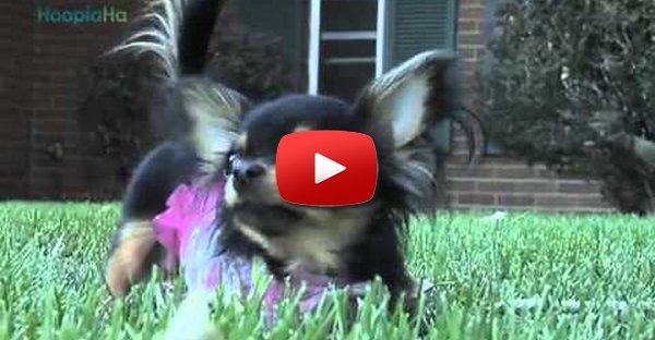 BeeBee: A cadela Chihuahua que aprendeu a usar uma cadeira de rodas
