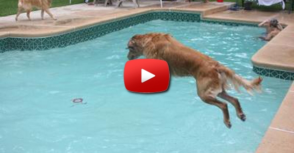 Cães invadem piscina e fazem festa como crianças animadas