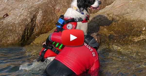 Cão herói salva outros dois cães que estavam num barco à mercê da corrente