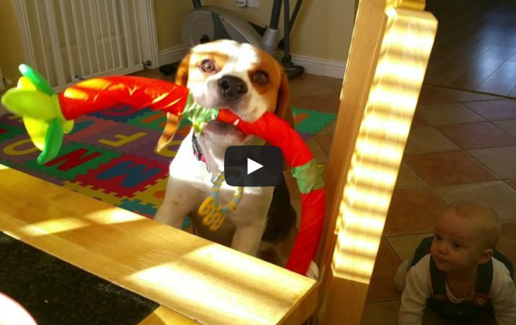 Cão com fome tenta negociar brinquedo por pequeno almoço