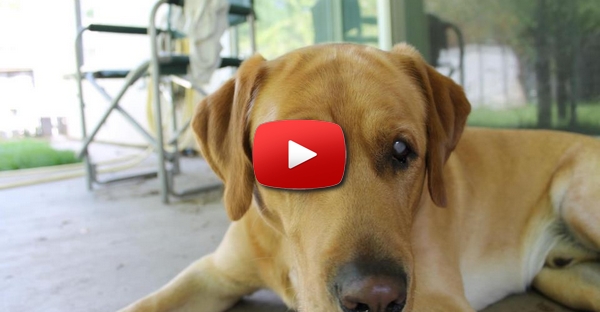 Este cão cego demonstrou uma enorme alegria ao ver os seus donos pela primeira vez