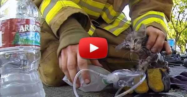 Bombeiro grava o momento em que salvou um gatinho inanimado numa casa em chamas