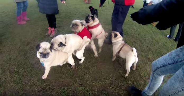 Estes cães de raça Pug realizam um encontro ligeiramente DIFERENTE!