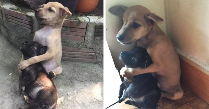 Cães abandonados não param de se abraçar desde de que foram resgatados