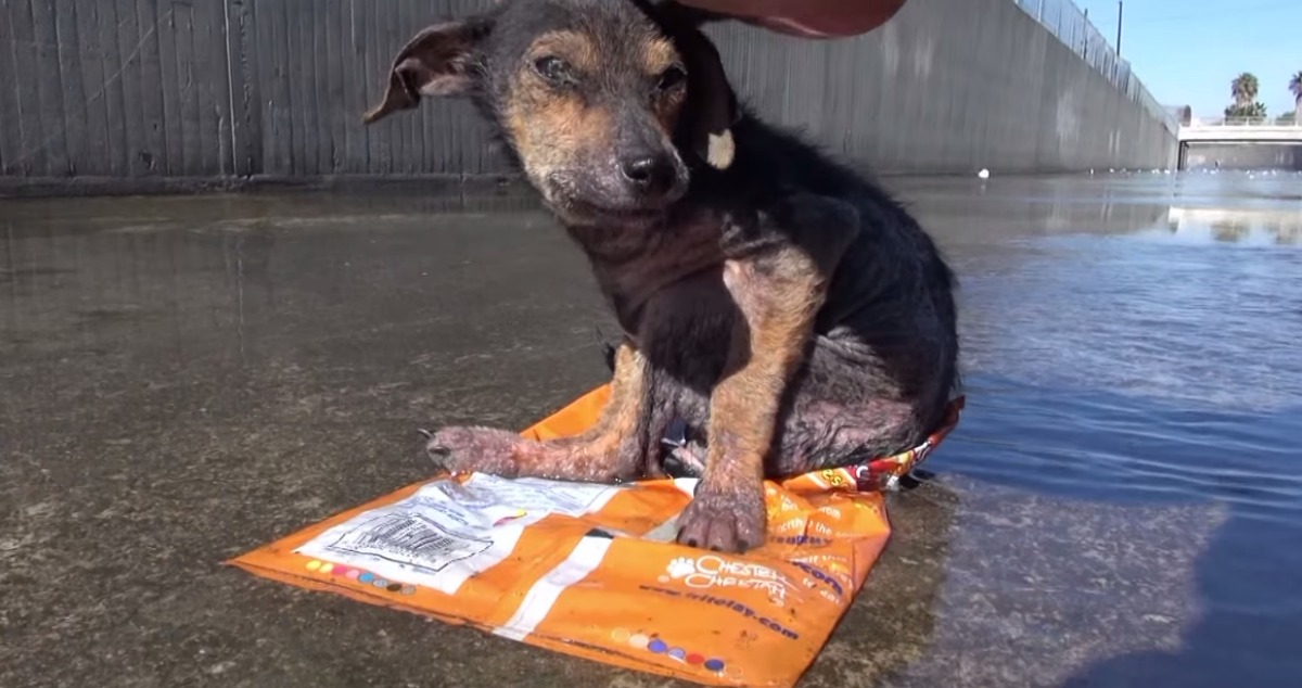 Este cãozinho conheceu o pior lado do ser humano… mas felizmente também o melhor!