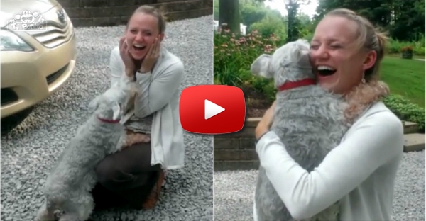 A emoção de um cão ao reencontrar o seu dono no aeroporto
