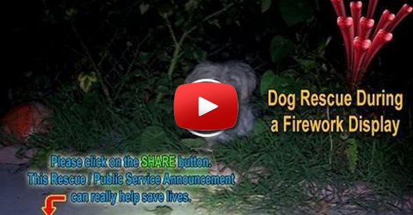 Um cão abandonado que estava traumatizado por causa do fogo de artíficio é resgatado.