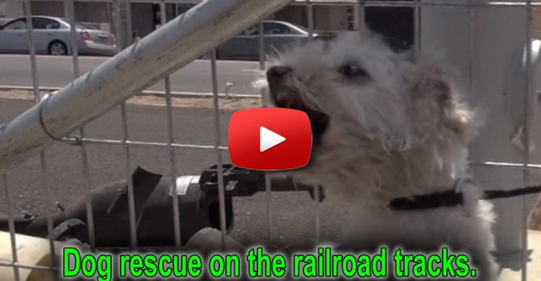 Cão abandonado é resgatado dos trilhos momentos antes de comboio passar