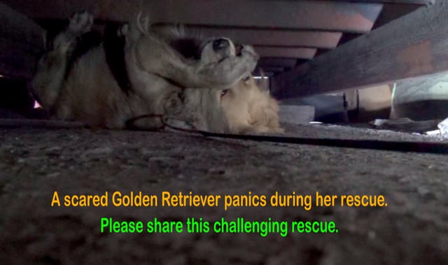 Golden Retriever assustada entra em pânico durante o seu salvamento das ruas