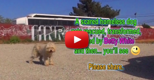 Um cão sem-abrigo com medo é resgatado, transformado, beijado por Betty White, e depois... vais ver ;-)