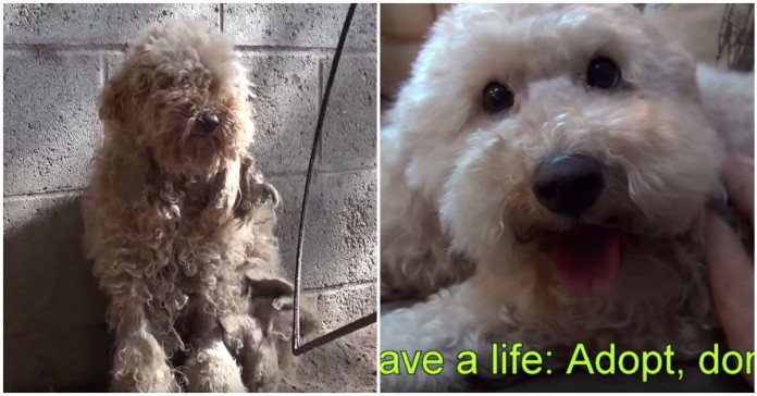 Cão resgatado das ruas tem transformação impressionante