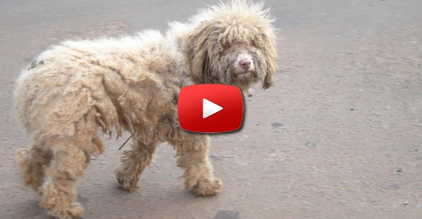 A transformação impressionante deste cão que viveu 1 ano na rua depois de ser abandonado pelos donos