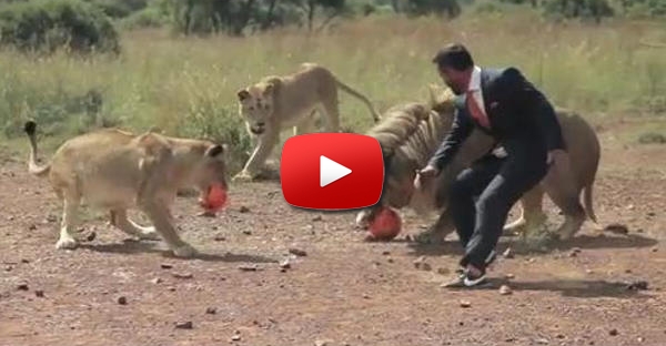 Kevin Richardson joga futebol com leões selvagens