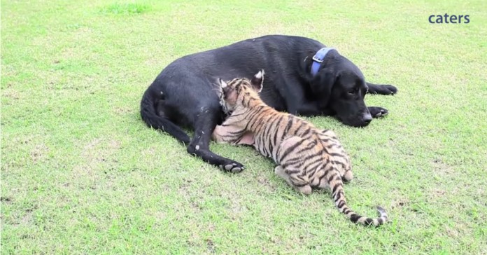 Cadela de raça labrador adopta tigre bebé