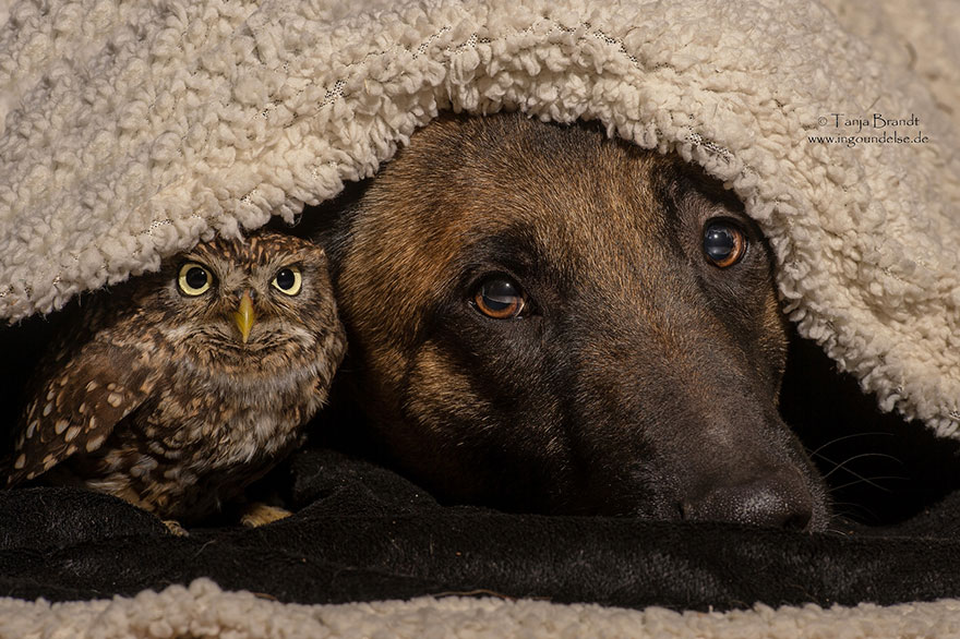 A improvável amizade entre um cão e uma coruja