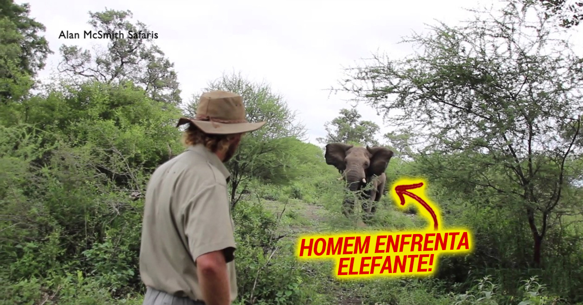 Homem confronta Elefante que o tenta atacar