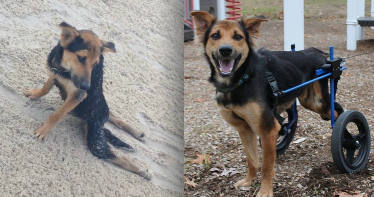 Cão que viveu toda a vida acorrentado tem transformação incrível em menos de 24 horas