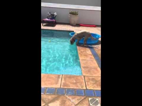 A bola caiu à piscina… E este cão usou um barco para a apanhar!