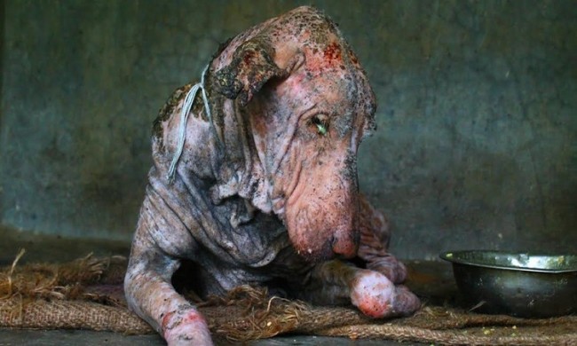 Cão encontrado doente e esfomeado na rua tem transformação impressionante