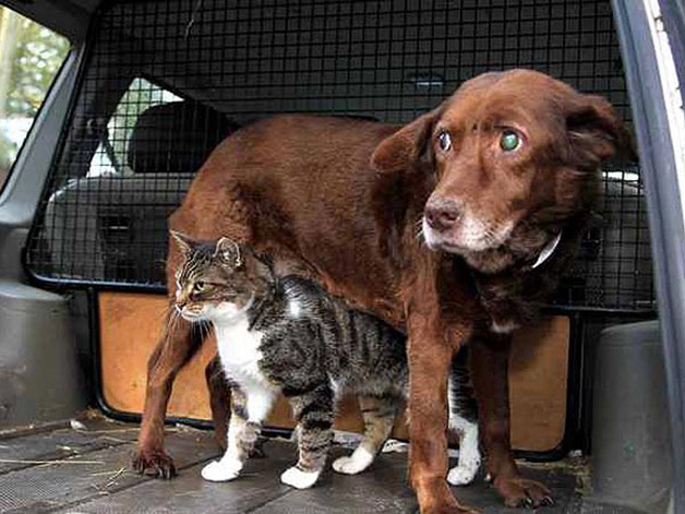 A história de amizade de um cão cego e o seu guia... que é um gato!