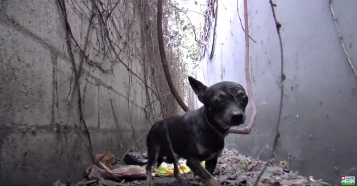 Chihuahua abandonado num beco consegue uma segunda oportunidade